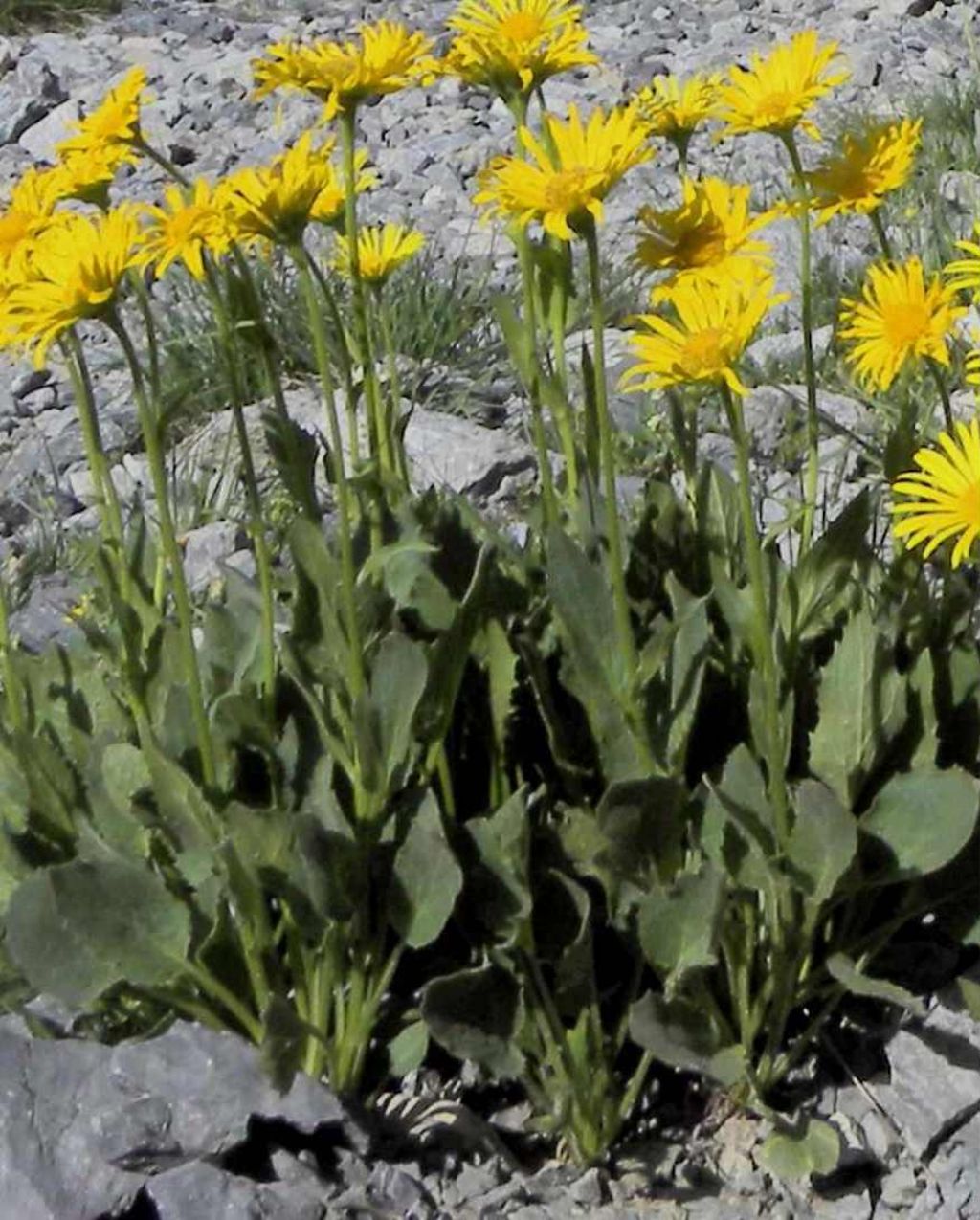 Doronicum grandiflorum / Doronico dei macereti